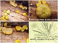 Trichoderma aureoviride-amf2255